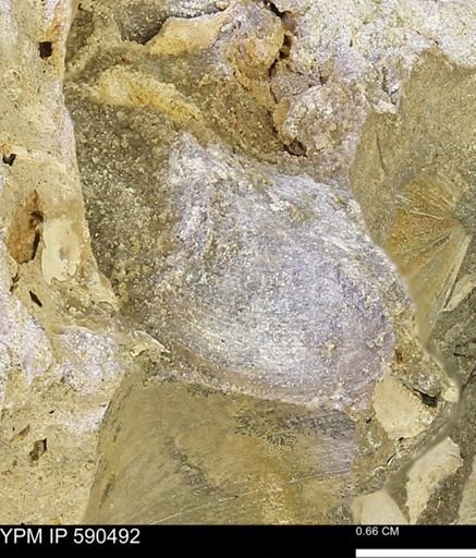 Limopsis?