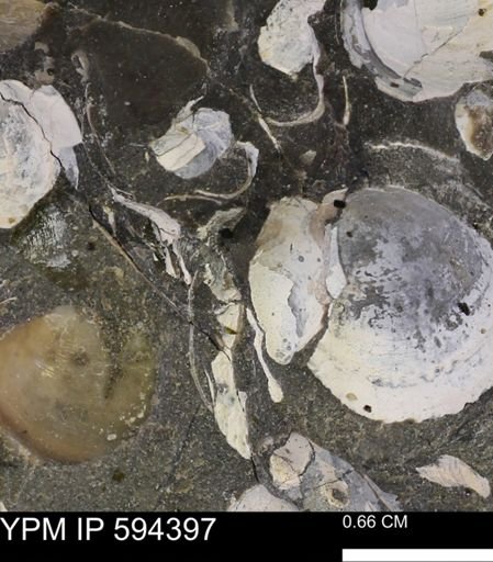 undet. Bivalvia