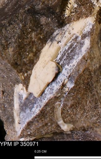 undet. Mollusca