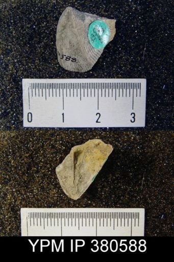 Cyrtia cyrtiniformis