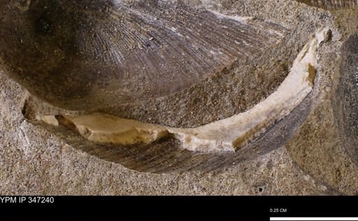 undet. Bivalvia