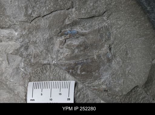 undet. Phyllocarida