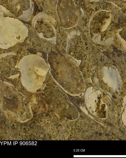 undet. Bivalvia