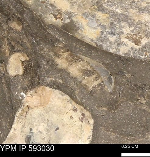 undet. Bivalvia