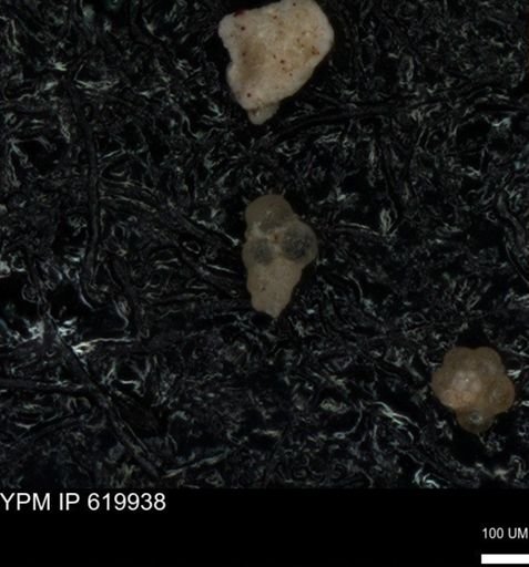 undet. Heterohelicidae