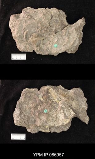 Nautiloidea