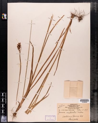 Juncus biflorus