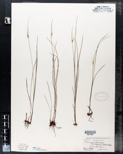 Scleria pauciflora