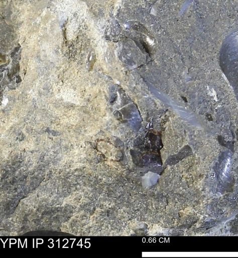 undet. Bivalvia