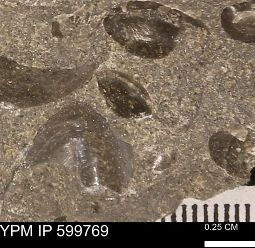 Protocardia subquadrata
