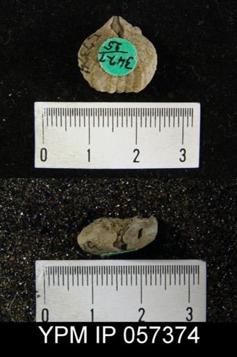 Uncinulus sp.