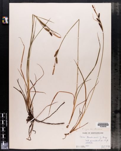 Carex nigra