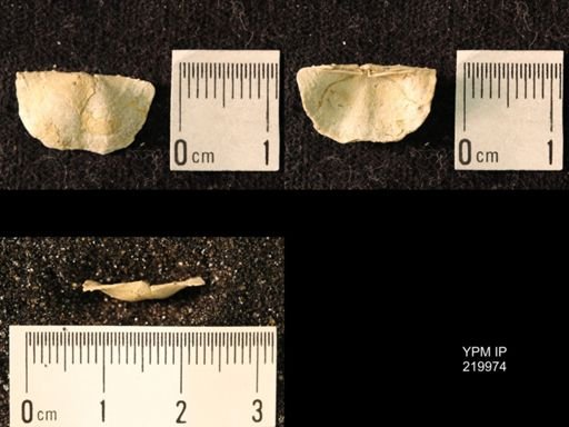 Chonetes sp.