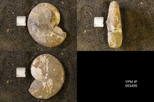Hoploscaphites nicolletii