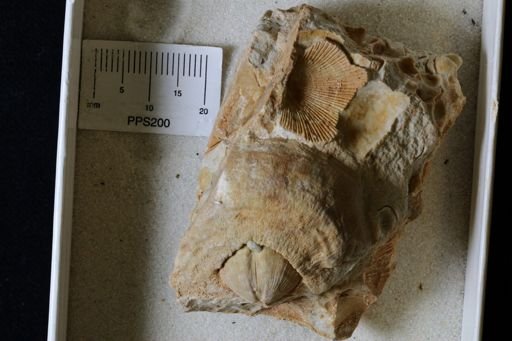 Leptaena rhomboidalis