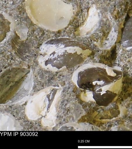 Corbulamella sp.