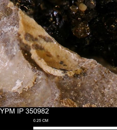 undet. Bivalvia