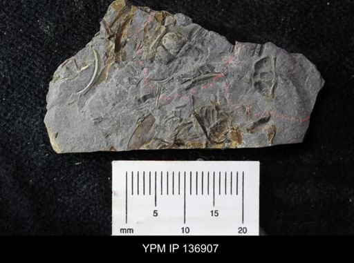 Ctenocephalus maltheus