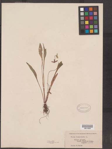 Viola lanceolata