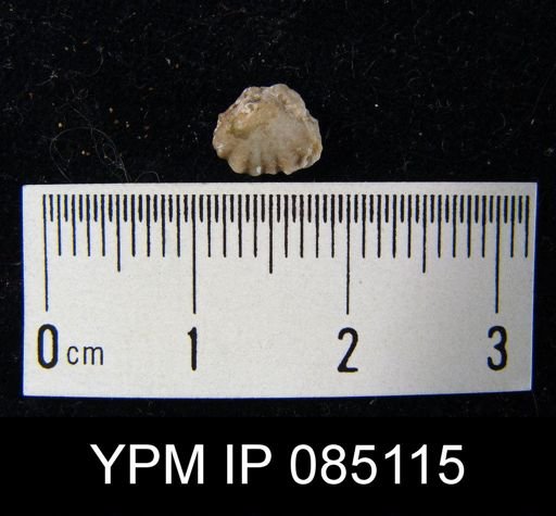 Camarotoechia modica