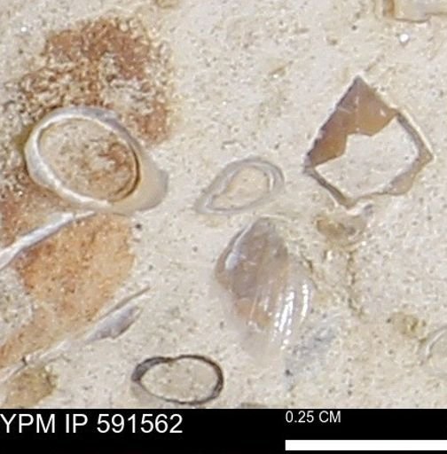 Serpulidae