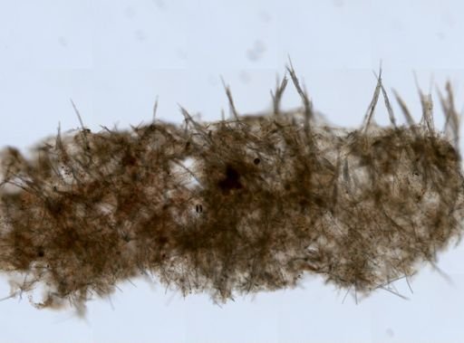 Biemna sp.