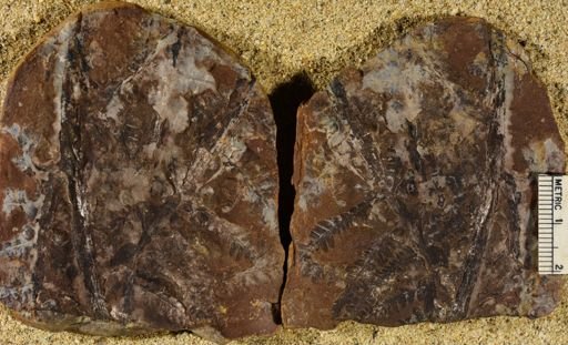 Pecopteris