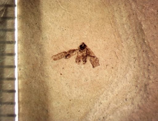 undet. Auchenorrhyncha