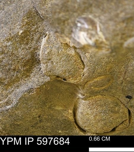 undet. Bivalvia
