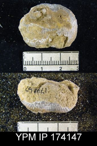 Marginifera lasallensis