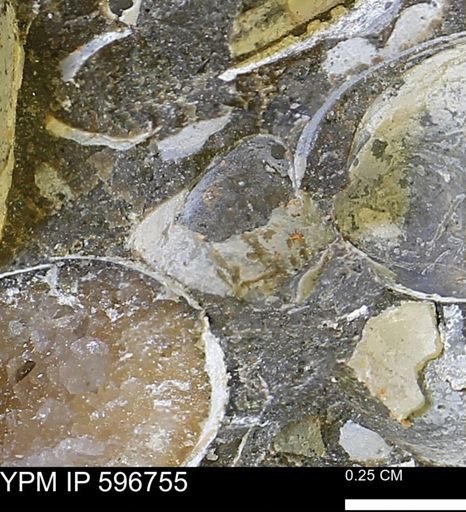 undet. Bivalvia