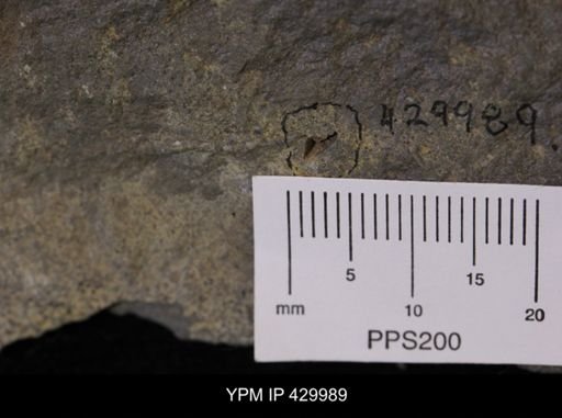 Paleoloricata