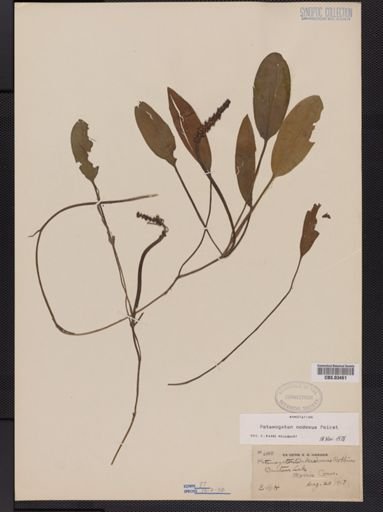 Potamogeton nodosus