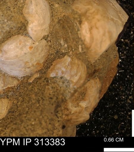 Corbicula sp.