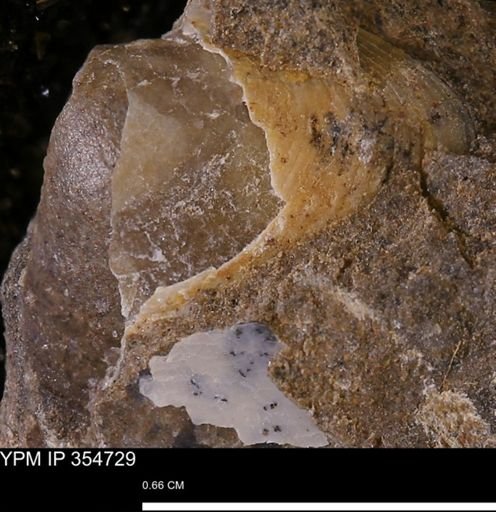 Limopsis?