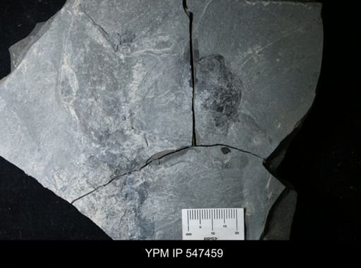 undet. Eurypterida