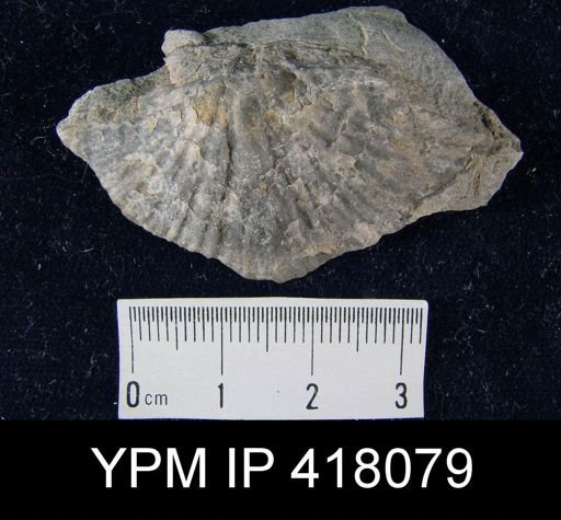 Spirifer cameratus