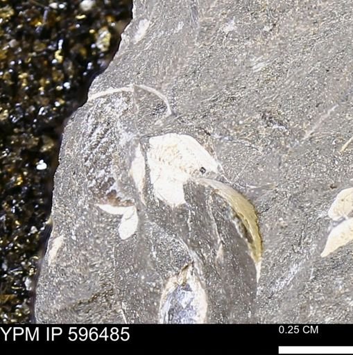 undet. Bivalvia