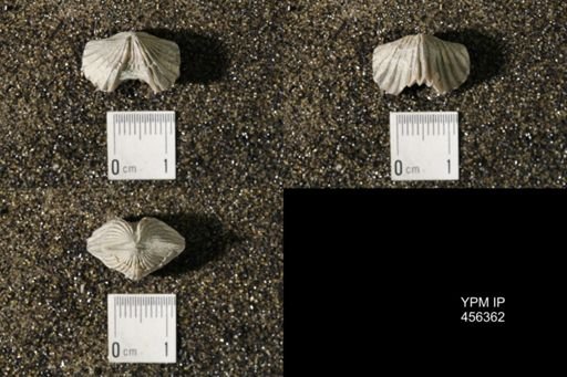 Platystrophia biforata