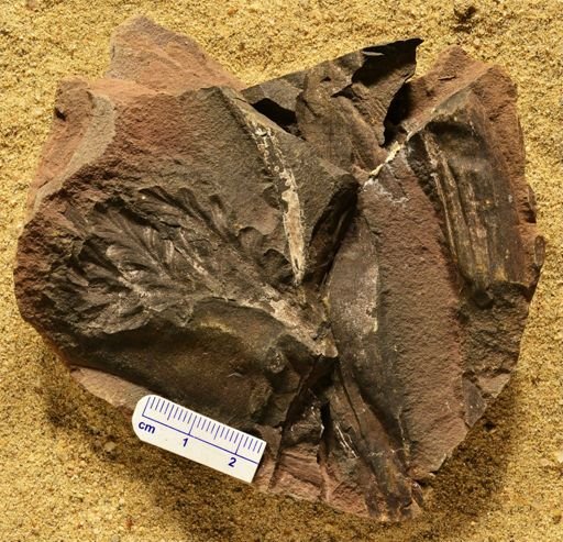 Aphlebia