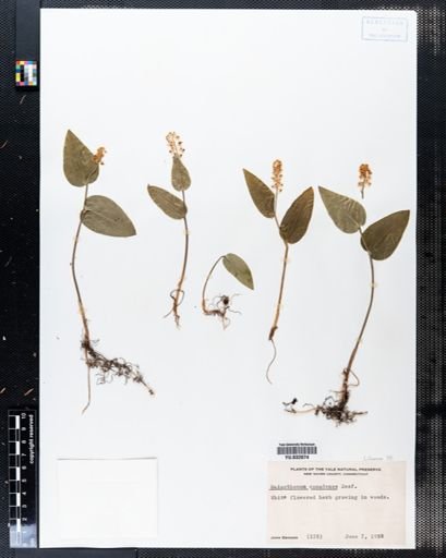 Maianthemum canadense