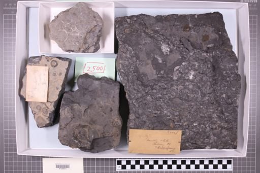 mixed taxa, stratigraphic collection