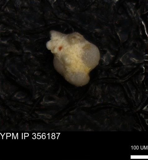 undet. Foraminiferida