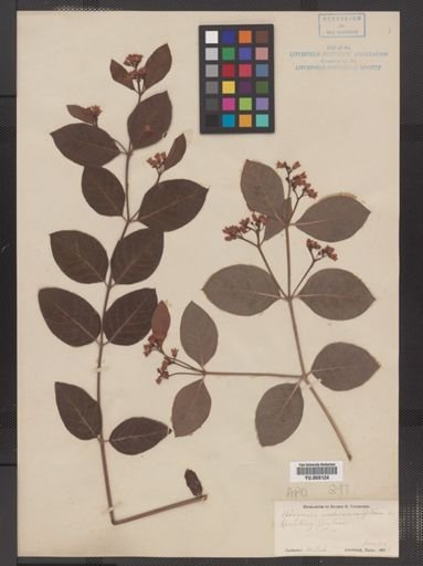 Apocynum androsaemifolium