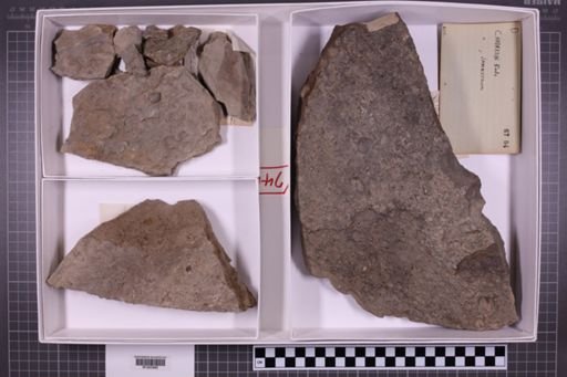 mixed taxa, stratigraphic collection
