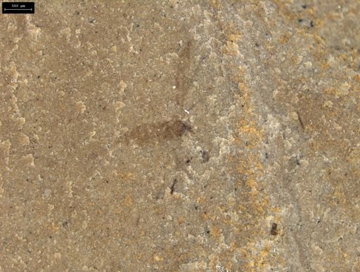 Diptera?