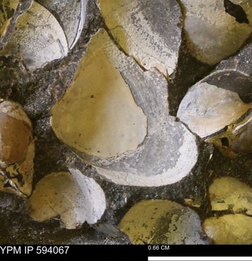 Limopsis? striatopunctatus