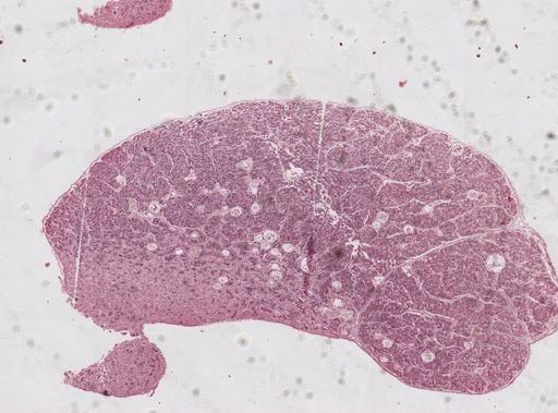 Monocystis agilis