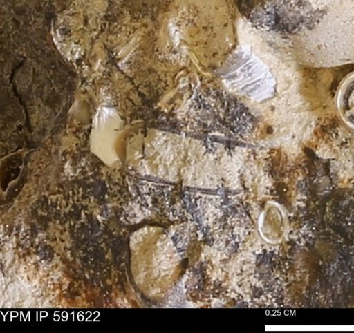 Serpulidae