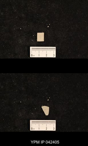 undet. Psocoptera